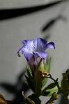 Dcim5434/DSC_9499