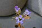 Dcim5434/DSC_9507