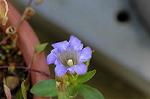 Dcim5434/DSC_9510