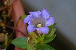 Dcim5434/DSC_9513