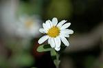 Dcim5434/DSC_9515