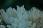 Dcim5436/DSC_9667