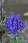 Dcim5438/DSC_9979