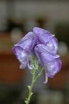 Dcim5440/DSC_0013