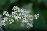 Dcim5440/DSC_0058