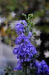 Dcim5443/DSC_2994