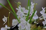 Dcim5449/DSC_3641
