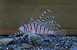 Dcim5451/DSC_3915