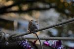 Dcim5452/DSC_4081