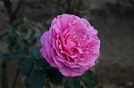Dcim5453/DSC_4111