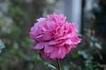Dcim5453/DSC_4113