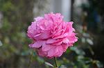 Dcim5453/DSC_4114