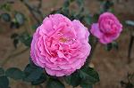 Dcim5453/DSC_4117
