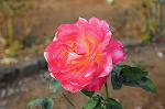 Dcim5453/DSC_4119