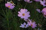 Dcim5453/DSC_4161
