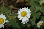 Dcim5463/DSC_0506