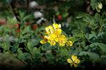 Dcim5463/DSC_0525