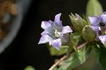 Dcim5463/DSC_0541