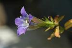 Dcim5463/DSC_0569