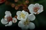Dcim5464/DSC_0620