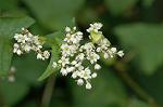 Dcim5464/DSC_0705