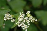 Dcim5464/DSC_0706