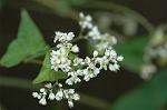 Dcim5465/DSC_0708