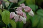 Dcim5466/DSC_0921