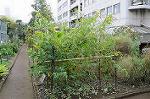Dcim5467/DSC_5237