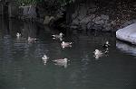Dcim5477/DSC_6356