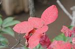 Dcim5491/DSC_7957
