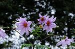 Dcim5491/DSC_7995