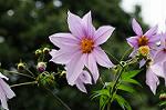 Dcim5491/DSC_8016
