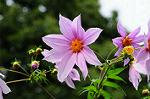 Dcim5491/DSC_8017