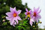 Dcim5491/DSC_8019