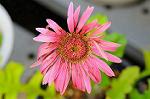 Dcim5491/DSC_8027