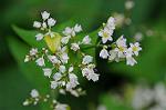 Dcim5492/DSC_8115