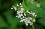 Dcim5492/DSC_8116