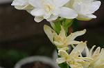Dcim5492/DSC_8129