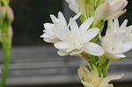 Dcim5492/DSC_8137