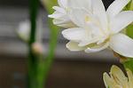 Dcim5492/DSC_8141