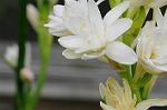 Dcim5492/DSC_8143