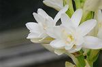 Dcim5492/DSC_8148