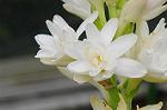 Dcim5492/DSC_8150