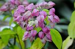 Dcim5493/DSC_8223
