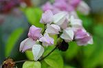 Dcim5493/DSC_8224