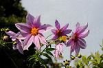 Dcim5493/DSC_8252