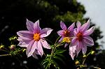 Dcim5493/DSC_8253