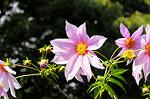 Dcim5493/DSC_8256