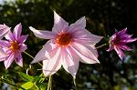 Dcim5493/DSC_8275